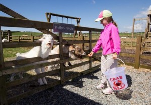 Our Animals - Feeding the Goats