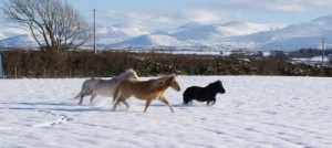 Our Animals - Ponies in the Snow